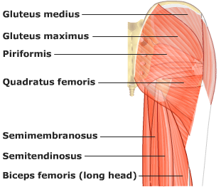 Gluteal Muscles
