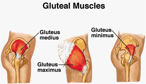 Gluteal Muscles Diagram
