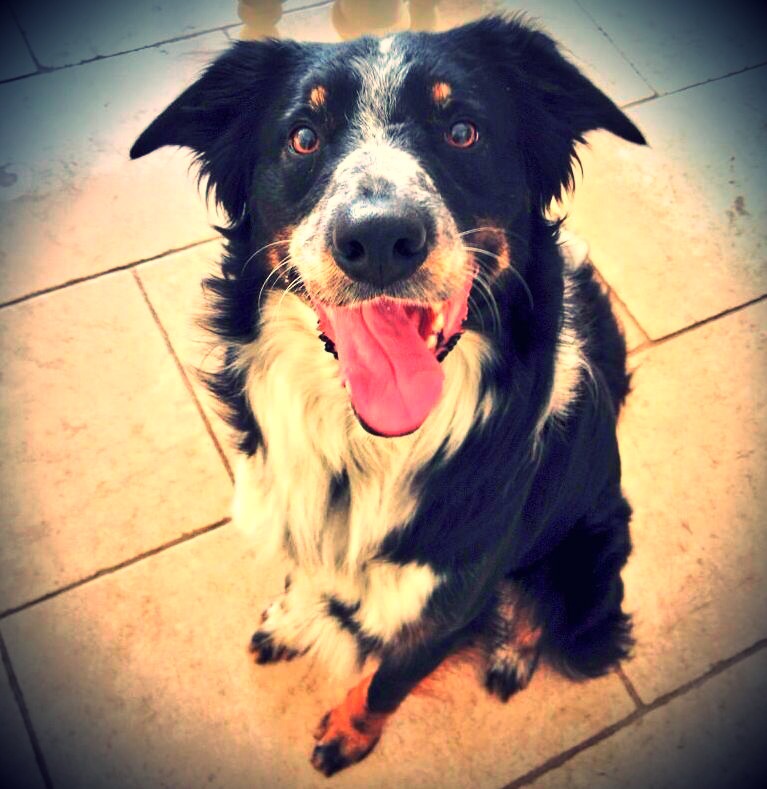 Murphy's Law: Running Lessons From Man's Best Friend