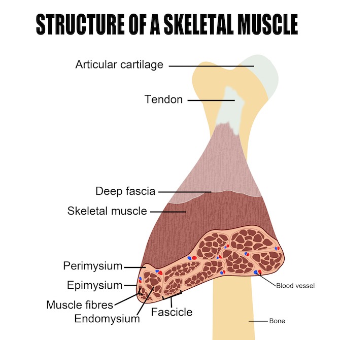 What is a Muscle Strain or Tear?