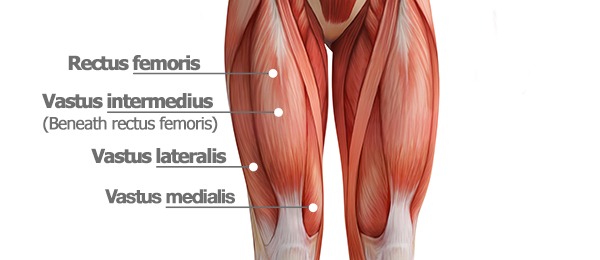 Quad muscles diagram